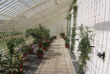 Glasshouse glazing at the Peach House restoration